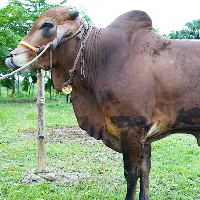 ট্যাগ নং - ১৮৪, শাহীওয়াল