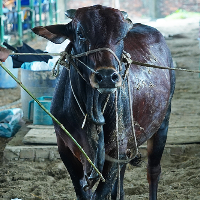 ট্যাগ নং - ১৯৯, শাহীওয়াল