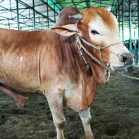 ট্যাগ নং - ১২৮, পাবনা ক্যাটেল 