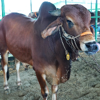 ট্যাগ নং - ১০৫, নেপালি