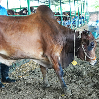 ট্যাগ নং - ১১৪, শাহীওয়াল