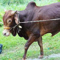 ট্যাগ নং - ১৪০, রেড চিটাগাং ক্যাটেল