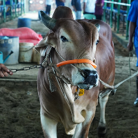 ট্যাগ নং - ১৪৮, শাহীওয়াল