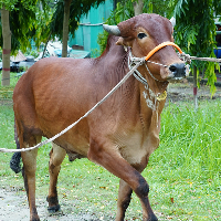 ট্যাগ নং - ১৯৬, লাল সিন্ধি 