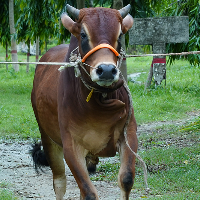 ট্যাগ নং - ১৬৭, লাল সিন্ধি 