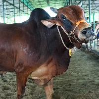 ট্যাগ নং - ১১৮, শাহীওয়াল