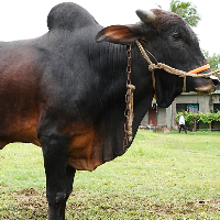 ট্যাগ নং - ১৩৬, লাল সিন্ধি 