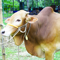 ট্যাগ নং - ১৯১, রেড চিটাগাং ক্যাটেল