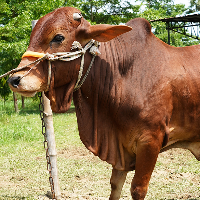 ট্যাগ নং - ১৬৬, লাল সিন্ধি 