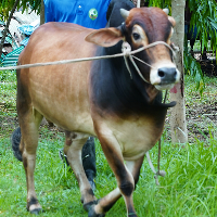 ট্যাগ নং - 173, শাহীওয়াল