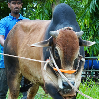 ট্যাগ নং - 186, পাবনা ক্যাটেল 
