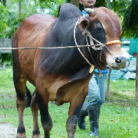 ট্যাগ নং - 178, শাহীওয়াল