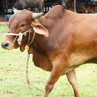 ট্যাগ নং - 181, শাহীওয়াল