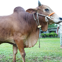 ট্যাগ নং - 194, শাহীওয়াল