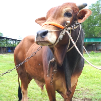 ট্যাগ নং -১৫৬, শাহীওয়াল