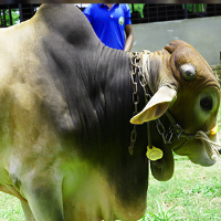 ট্যাগ নং - 121, শাহীওয়াল