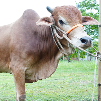 ট্যাগ নং - 198, শাহীওয়াল