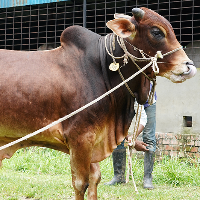 ট্যাগ নং - ৫৬, শাহীওয়াল