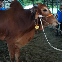 ট্যাগ নং - ১৭৪, লাল সিন্ধি 