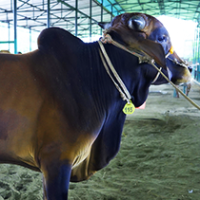 ট্যাগ নং - ১১৫, নেপালি