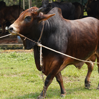 ট্যাগ নং-71, শাহীওয়া