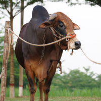 ট্যাগ নং- 90, শাহীওয়াল