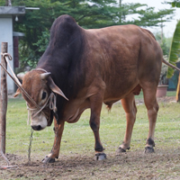 ট্যাগ নং-80, শাহীওয়াল