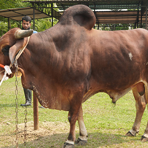 ট্যাগ নং-109, শাহীওয়াল