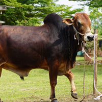 ট্যাগ নং-66, শাহীওয়াল