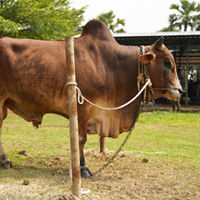 ট্যাগ নং-213, শাহীওয়াল