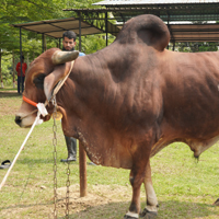 ট্যাগ নং- 105, শাহীওয়াল