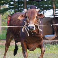 ট্যাগ নং-109, শাহীওয়াল