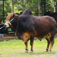 ট্যাগ নং-82, শাহীওয়াল