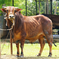 ট্যাগ নং-91, শাহীওয়াল