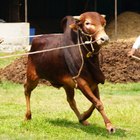 ট্যাগ নং-34, রেড চিটাগাং ক্যাটেল