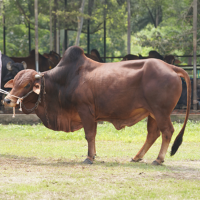 ট্যাগ নং-95, শাহীওয়াল