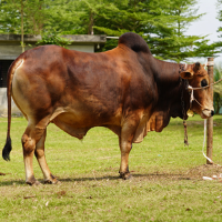 ট্যাগ নং-79, শাহীওয়াল