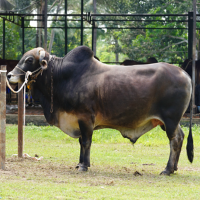 ট্যাগ নং-161, শাহীওয়াল