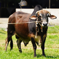 ট্যাগ নং-98, শাহীওয়াল