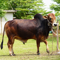 ট্যাগ নং-66, শাহীওয়াল