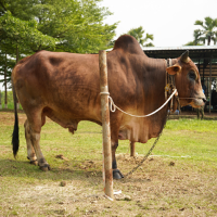 ট্যাগ নং-213, শাহীওয়াল