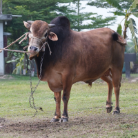 ট্যাগ নং-80, শাহীওয়াল