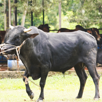 ট্যাগ নং-৭০, হোলস্টাইন ফ্রিজিয়ান ক্রস