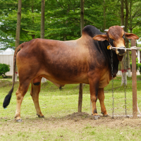 ট্যাগ নং-3, শাহীওয়াল