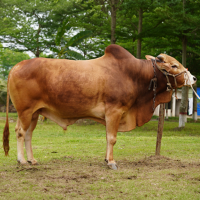 ট্যাগ নং-191, রেড চিটাগাং ক্যাটেল