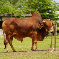 ট্যাগ নং-44, শাহীওয়াল