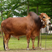 ট্যাগ নং-182, শাহীওয়াল