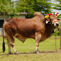 ট্যাগ নং-148, শাহীওয়াল