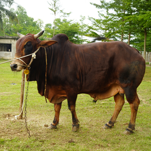 ট্যাগ নং-102, শাহীওয়াল