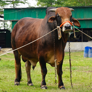 ট্যাগ নং-212, শাহীওয়াল